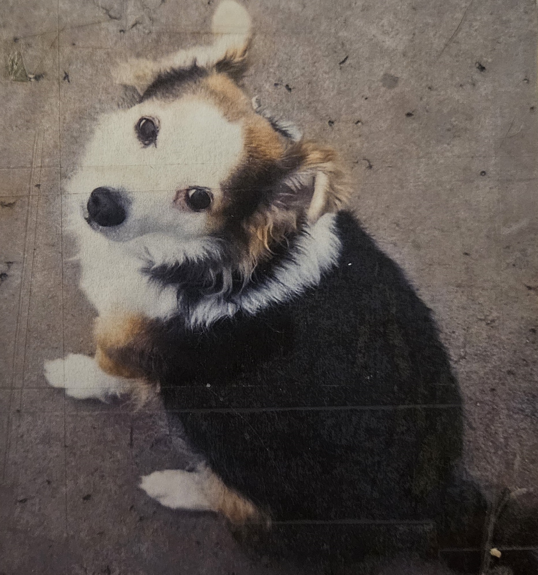 Marcus Barkus